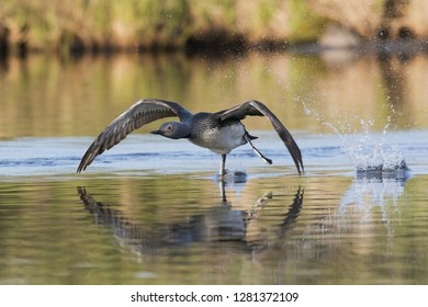 Red-throated Loon Taking Flight