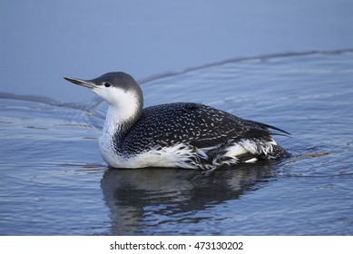 Red-throated Loon(Gavia Stellata)