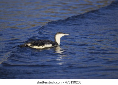 Red-throated Loon(Gavia Stellata)