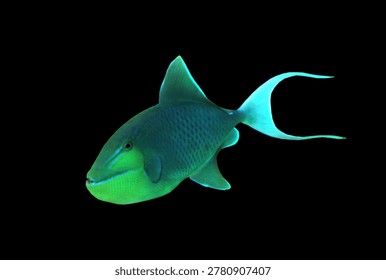 The redtoothed triggerfish (Niger triggerfish, black trigger) on isolated black background. Odonus niger is a triggerfish of the tropical Indo-Pacific area. This species has a dark blue to purplish body with pale blue head and red teeth that are usually visible.