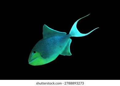 The redtoothed triggerfish (Niger triggerfish, black trigger) on isolated black background. Odonus niger is a triggerfish of the tropical Indo-Pacific area. This species has a dark blue to purplish body with pale blue head and red teeth that are usually visible.
