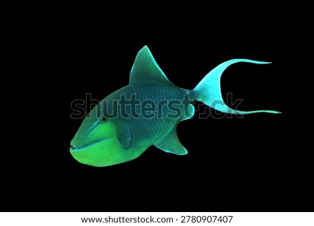 The redtoothed triggerfish (Niger triggerfish, black trigger) on isolated black background. Odonus niger is a triggerfish of the tropical Indo-Pacific area. This species has a dark blue to purplish body with pale blue head and red teeth that are usually visible.