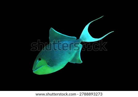 The redtoothed triggerfish (Niger triggerfish, black trigger) on isolated black background. Odonus niger is a triggerfish of the tropical Indo-Pacific area. This species has a dark blue to purplish body with pale blue head and red teeth that are usually visible.