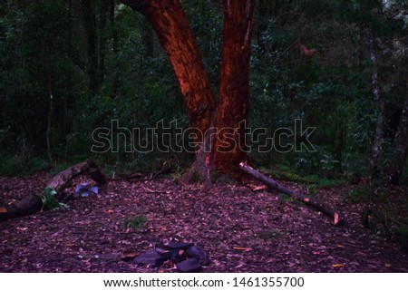 redtree in a beautiful forest