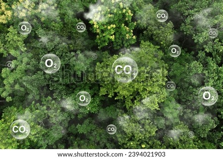 Reduce CO2 emissions to limit climate change and global warming. Tree canopy against oxygen O2 and carbon dioxide CO2 molecules.net zero.Carbon dioxide absorption and oxygen release concept