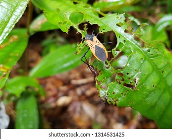 
Reduviidae Are A Large Cosmopolitan Family Of The Order Hemiptera (true Bugs). Reduviidae Famaily. Location: Amazon Rainforest, Brazil
