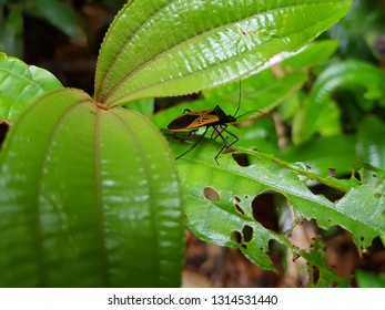 
Reduviidae Are A Large Cosmopolitan Family Of The Order Hemiptera (true Bugs). Reduviidae Famaily. Location: Amazon Rainforest, Brazil
