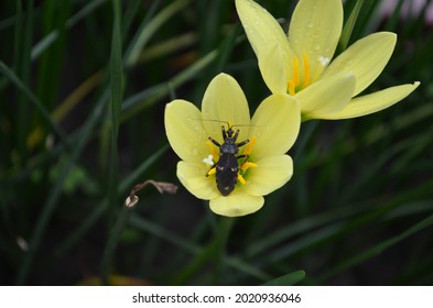 The Reduviidae Are A Large Cosmopolitan Family Of The Order Hemiptera. True Bug. Suborder Heteroptera. Assassin Bug. India. Bug Sitting On A Yellow Coloured Rain Lily Flower.