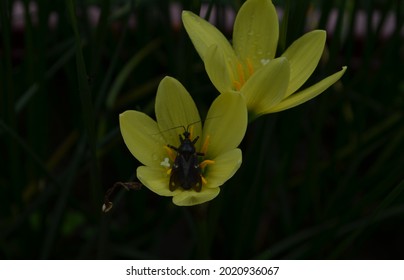 The Reduviidae Are A Large Cosmopolitan Family Of The Order Hemiptera. True Bug. Suborder Heteroptera. Assassin Bug. India. Bug Sitting On A Yellow Coloured Rain Lily Flower.