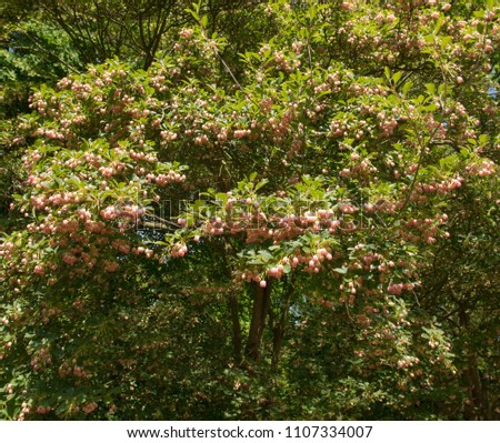 Redvein Enkianthus (Enkianthus campanulatus) in a Country Cottage Garden in Rural Cheshire, England, UK