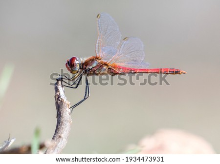 red-veined darter is perching on a twig with soft background