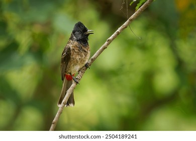 Red-vented Bulbul - Pycnonotus cafer bird resident across the Indian subcontinent, extending to Burma and Bhutan and Nepal, introduced in New Zealand, Argentina, Tonga and Fiji, sits on the branch. - Powered by Shutterstock