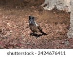 Red-vented bulbul (Pycnonotus cafer) on stony ground in Fuerteventura, Canary Islands         