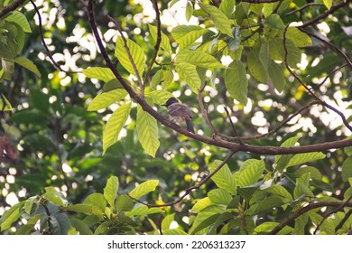 Red-vented Bulbul (Pycnonotus Cafer) - Sri Lanka Bird Species, December