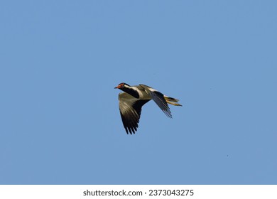 The red-wattled lapwing is an Asian lapwing or large plover, a wader in the family Charadriidae
