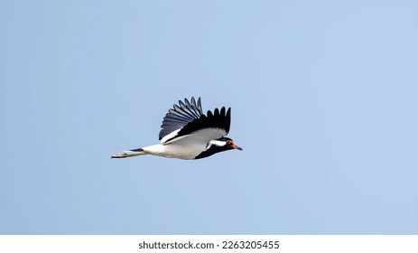 The red-wattled lapwing (Vanellus indicus) flying. - Shutterstock ID 2263205455