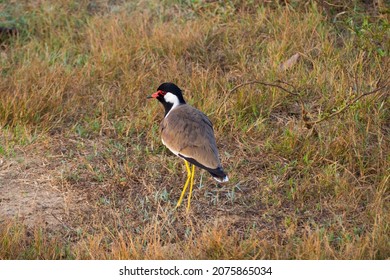 
The red-wattled lapwing (Vanellus indicus) in Udawalawa national park Sri Lanka - Shutterstock ID 2075865034