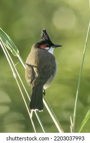 A red-whiskered bulbul perched on a grass stalk 