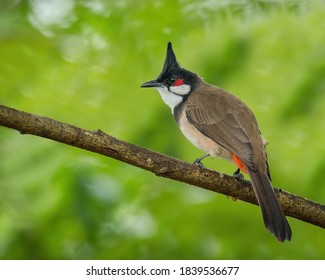 Red-whiskered Bulbul perching eye level on tree branch - Powered by Shutterstock
