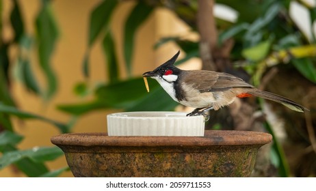 Red-whiskered Bulbul perching on feeding bowl with a mealworm in its beak