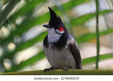 The red-whiskered bulbul (Pycnonotus jocosus), or crested bulbul, is a passerine bird native to Asia. It is a member of the bulbul family.