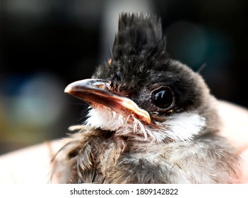 Red-whiskered Bulbul, (Pycnonotus Jocosus) A Young Bird, Injured And In The Hands Of A Vet. 