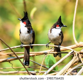 The Red-whiskered Bulbul is a sprightly, songbird that likes hilly forests to urban gardens, scrubland, outskirts of the city, and even human’s habituated areas. pair - Powered by Shutterstock