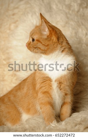 Red-white cat on a beije background