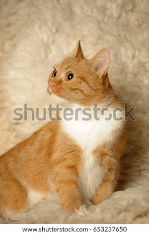Red-white cat on a beije background