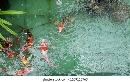 Red,White, Orange Crayfish Swimming Up To Breathe