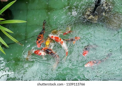 Red,White, Orange Crayfish Swimming Up To Breathe