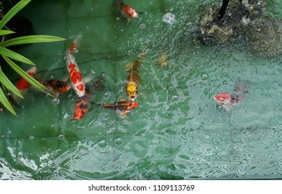 Red,White, Orange Crayfish Swimming Up To Breathe