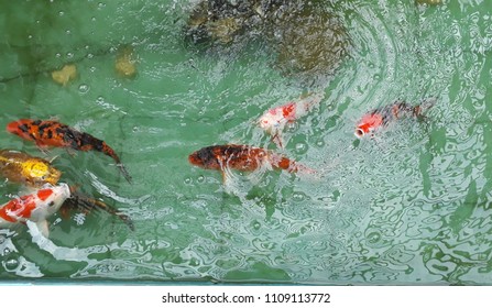 Red,White, Orange Crayfish Swimming Up To Breathe