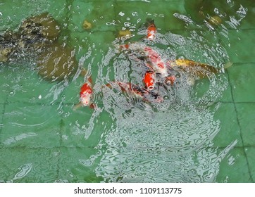 Red,White, Orange Crayfish Swimming Up To Breathe