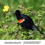Redwing Blackbird perched on a yellow flowers