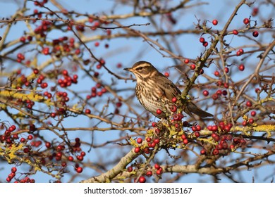 Redwing Thrush Perched Among The Red Berries Of A Hawthorn Shrub. England, UK. 