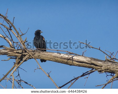 Red-winged blackbird