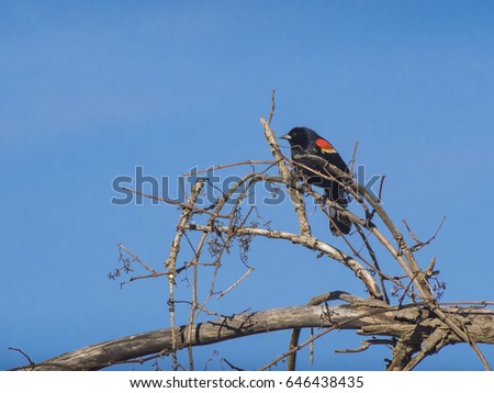 Red-winged blackbird