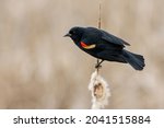 The red-winged blackbird (Agelaius phoeniceus)