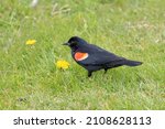 The red-winged blackbird (Agelaius phoeniceus)