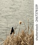 Red-winged blackbird; agelaius phoeniceus; Camrose, AB