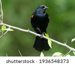 Red-winged Blackbird, Agelaius phoeniceus, Pennsylvania, United States