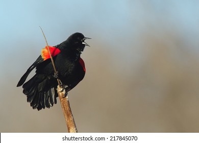 Red-winged Blackbird, Agelaius phoeniceus Performs mating call while perched on a stalk of cattail, a.k.a. Typhaceae, cat o' nine tail, bulrush, bull rush, Typha, or punk Red Wing Black Bird