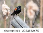 Red-winged blackbird (Agelaius phoeniceus), Priddis, Hwy 22x, Alberta, Canada