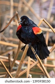 Red-winged blackbird (Agelaius phoeniceus) singing on the branch, Ames, Iowa, USA