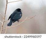 Red-winged blackbird, Agelaius phoeniceus, single male on branch, British Columbia, Canada, December 2022