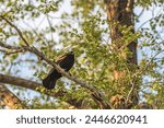 Red-winged Blackbird (Agelaius phoeniceus) in spring time