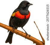 The Red-winged Blackbird, with its bold red and yellow shoulder patches, is a striking songbird often found in wetlands, known for its territorial calls and acrobatic flight.