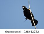 Red-Winged Blackbird Calling While Perched in Tree