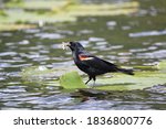 Red-winged Blackbird collecting insects on a lily pad 